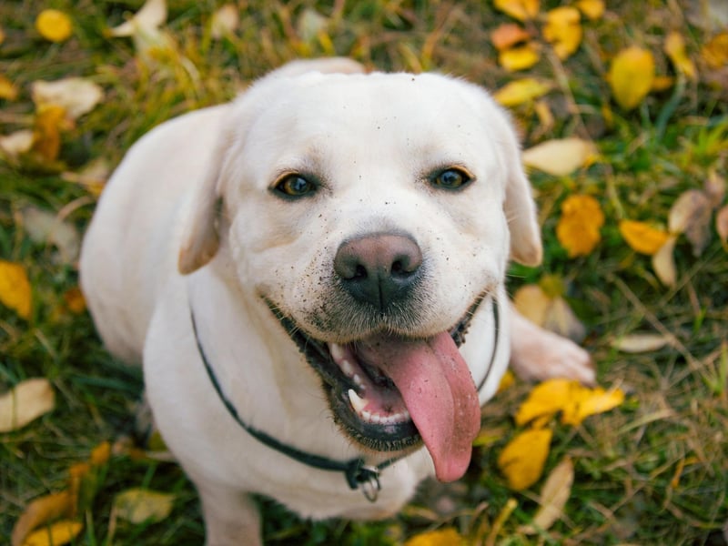 One of the reasons that the Labrador Retriever is the world's most popular dog is its lack of aggression. Vigorous licking of faces is the main thing to look out for with this good natured breed.