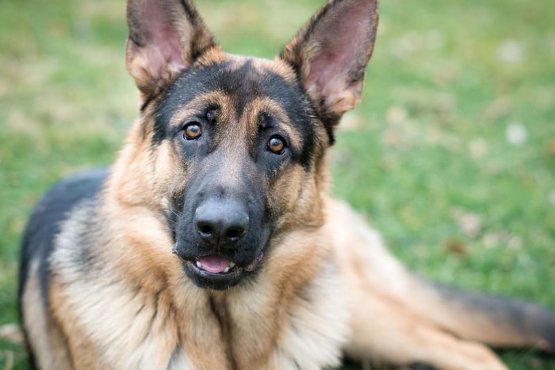 Obtaining a German Shepherd from a good breeder should hopefully minimise the risk of getting a dog with hip dysplasia - a painful condition that affects puppies that can be prevented through careful screeninig. German Shepherds are also more likely to develop cataracts, cardiomyopathy, and skin allergies than most other breeds.