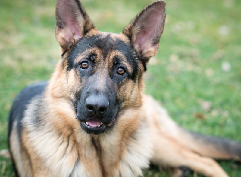 Obtaining a German Shepherd from a good breeder should hopefully minimise the risk of getting a dog with hip dysplasia - a painful condition that affects puppies that can be prevented through careful screeninig. German Shepherds are also more likely to develop cataracts, cardiomyopathy, and skin allergies than most other breeds.