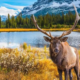 An elk in Jasper National Park. Pic: PA Photo/Luxtripper.