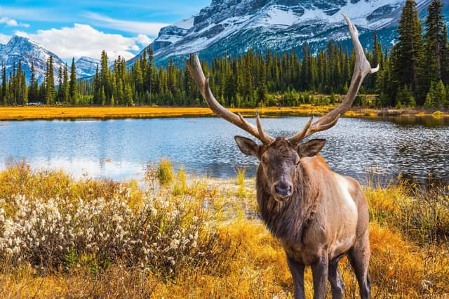 An elk in Jasper National Park. Pic: PA Photo/Luxtripper.