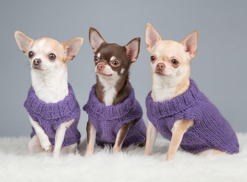 Perhaps surprisingly, small dogs tend to live longer than large dogs - a point proven by the Chihuahua. The tiny breed lives for an average of an impressive 15-20 years.
