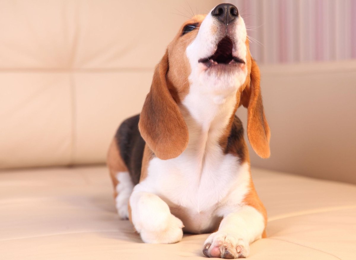 Barking Dogs 2022: These are the 10 loudest breeds of ...