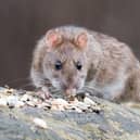 A brown rat