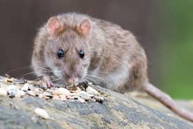 A brown rat