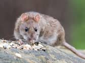 A brown rat