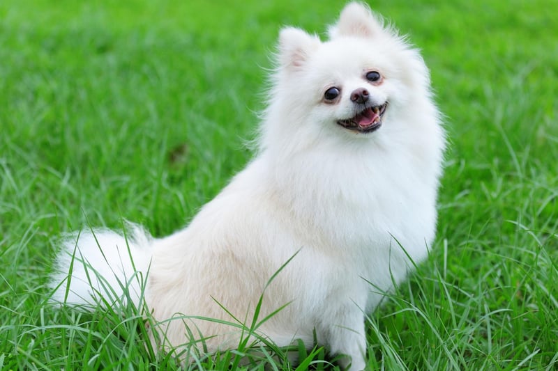 The Pomeranian is a small dog with a huge personality - no wonder they've had an equally large 5 billion views on TikTok.