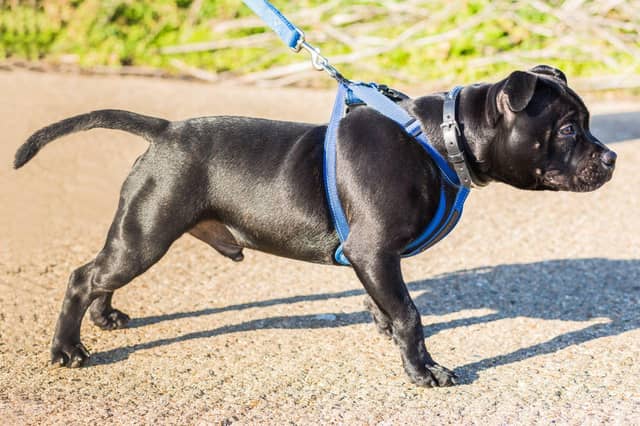 Some breeds of dog are naturally stronger than others.