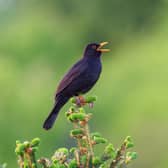 What you need to know about birds singing in the early morning (Photo: Shutterstock)