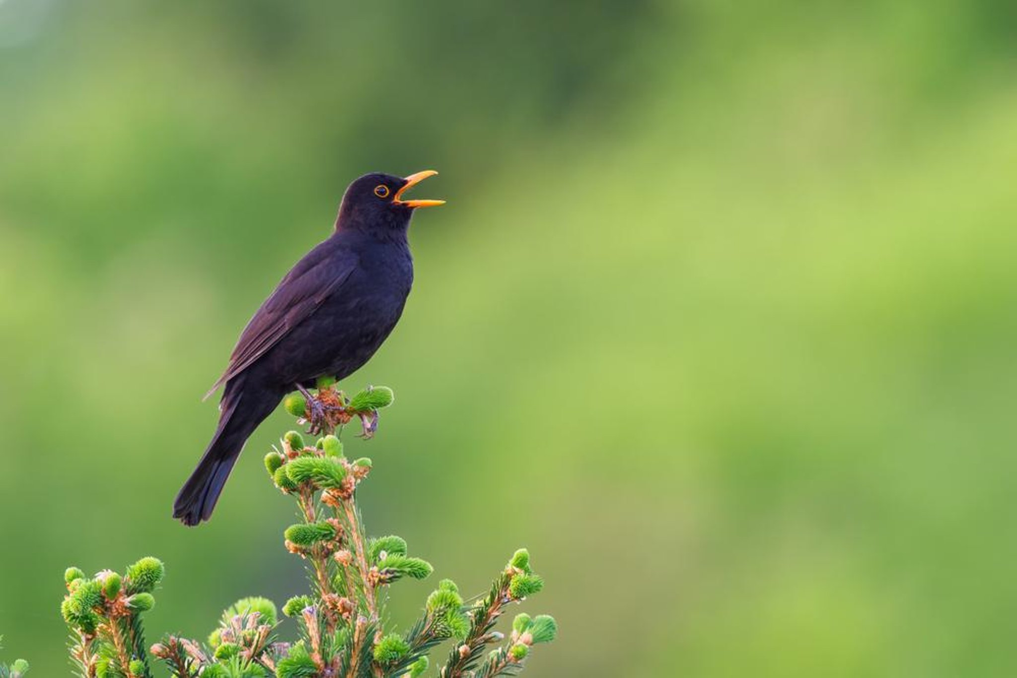 Time of year when birds start to sing