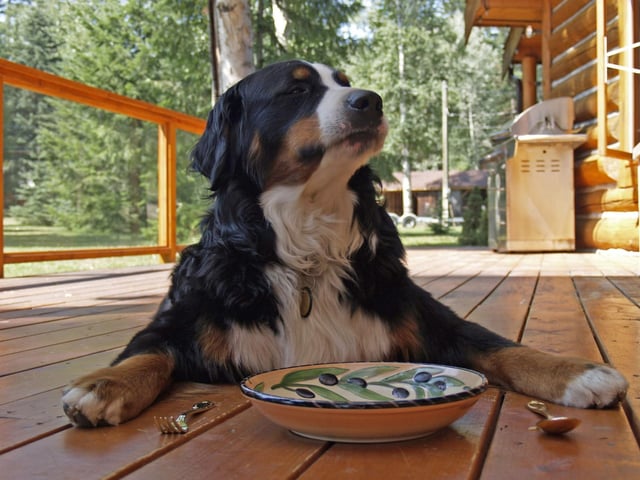 While Christmas treats like Christmas pudding, Christmas cake and mince pies are enjoyed among humans, they should not be eaten by our furry friends due to the sultanas and raisins. These fruits are dried grapes and could potentially lead to kidney failure, even when cooked in baked treats.