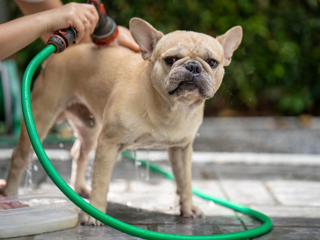 French Bulldog owners spend an average of £1,507.92 each year on their pets.