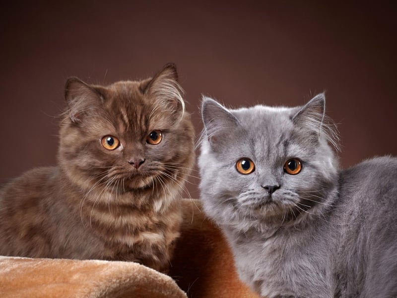 A cat that looks like a teddy bear, a British Longhair kitten will cost you around £1,175. They are sweet tempered and make great family pets.