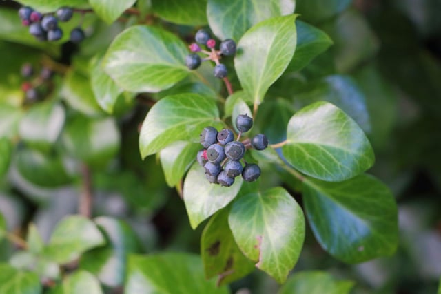 Food is in short supply in November, but luckily for birds and other animals two festive-themed plants are packed with berries. Holly and ivy have red and purple berries respectively and are widespread in woodland, parks and gardens.