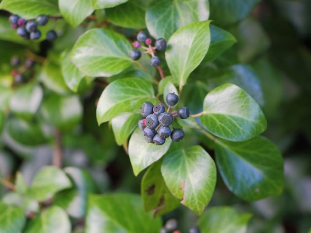 Food is in short supply in November, but luckily for birds and other animals two festive-themed plants are packed with berries. Holly and ivy have red and purple berries respectively and are widespread in woodland, parks and gardens.