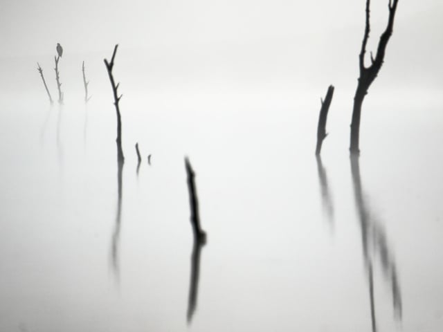 Out of the fog. Winner of the Young Wildlife Photography of the Year 11-14 years category at the Wildlife Photographer of the Year competition. The image of an osprey sitting on a dead tree as it waits for the fog to lift was caught by Ismael Dominguez Gutierrez, of Spain.