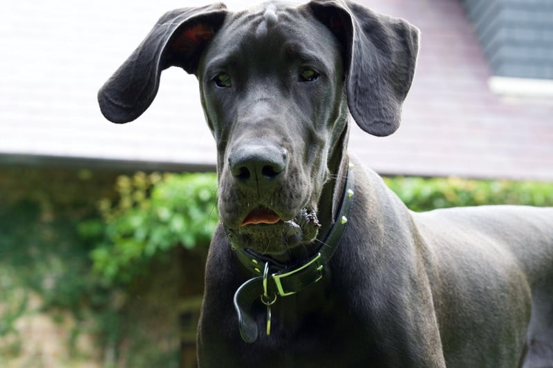 The Great Dane makes for a wonderful family pet for those who have the space, but prospective owners should have a towel handy for its fairly constant stream of drool.