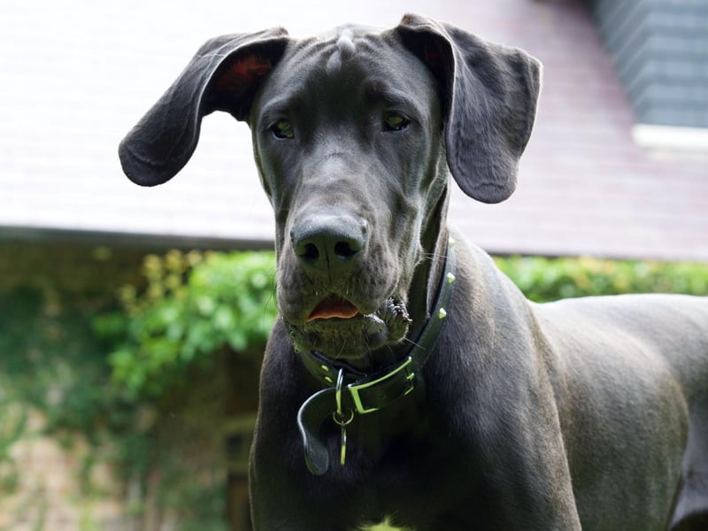 The Great Dane makes for a wonderful family pet for those who have the space, but prospective owners should have a towel handy for its fairly constant stream of drool.