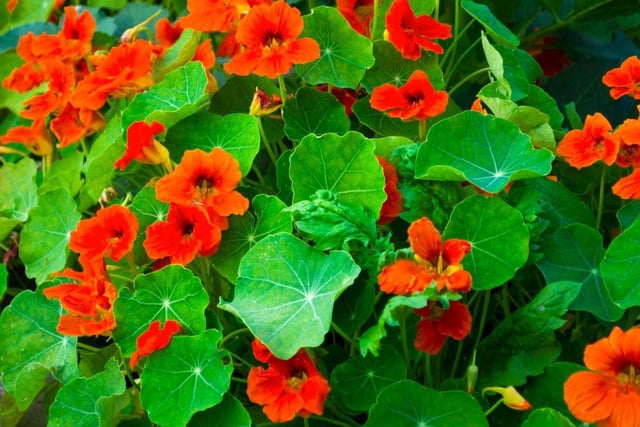 Not only is the nasturtium easy to grow in a window box, both the flowers and leaves can be used to add a little colour and spice to salads. This is also a particularly hardy plant that will draw damaging pests away from the more delicate blooms in your mini garden.