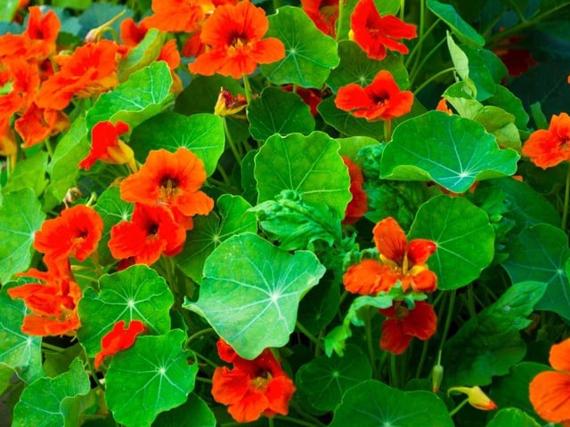 Not only is the nasturtium easy to grow in a window box, both the flowers and leaves can be used to add a little colour and spice to salads. This is also a particularly hardy plant that will draw damaging pests away from the more delicate blooms in your mini garden.