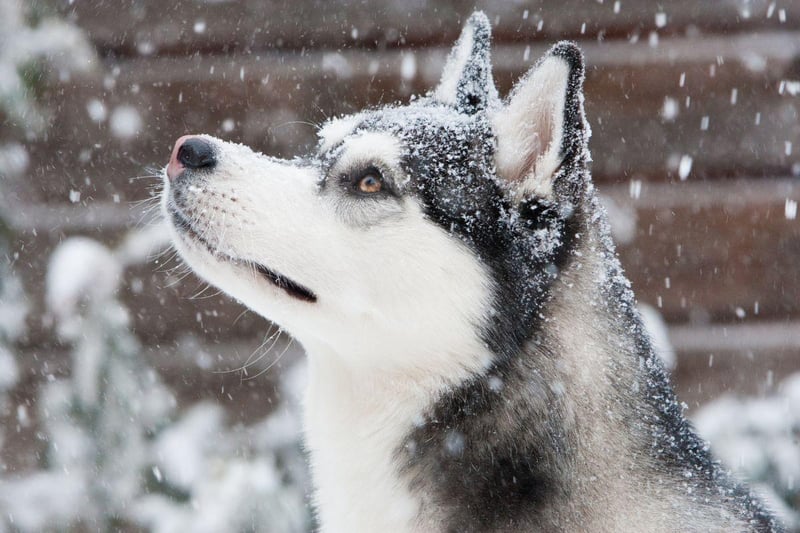 The Siberian Husky is probably the first dog breen most of us think of when it comes to canines comfy in cold climates. Bred to pull slades over vast distances of arctic tundra, this is a dog that can cope with anything the weather can throw at them.