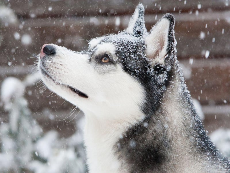 The Siberian Husky is probably the first dog breen most of us think of when it comes to canines comfy in cold climates. Bred to pull slades over vast distances of arctic tundra, this is a dog that can cope with anything the weather can throw at them.