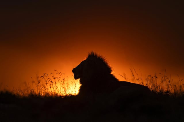 A perfect sunset and male lion surveying its kingdom in Naboisho Conservancy, Kenya.