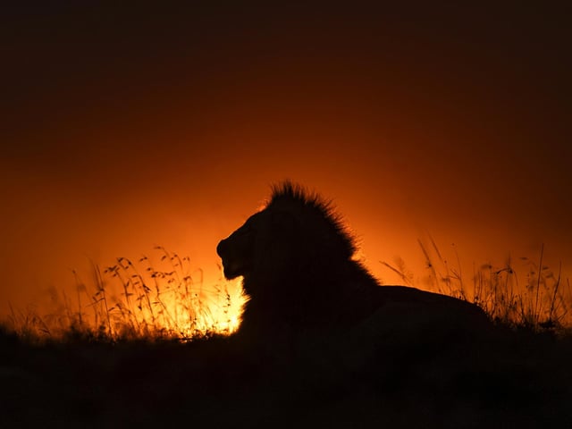 A perfect sunset and male lion surveying its kingdom in Naboisho Conservancy, Kenya.