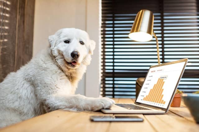 Some dogs are more intelligent than others...