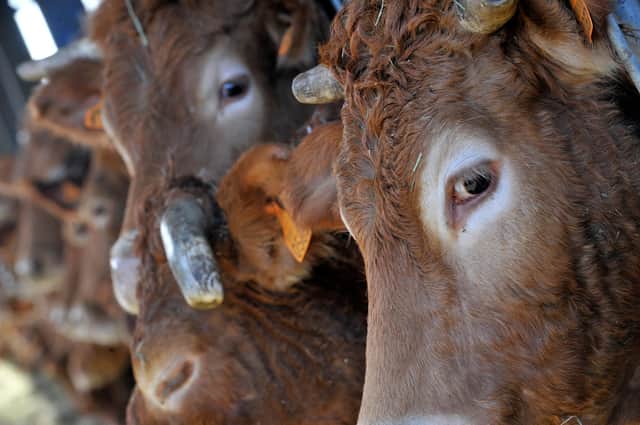 The Limousin breed is significant in beef production