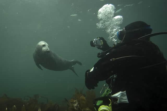A grey seal comes for a closer look at a group of divers off the Farne Islands (Picture: Dan Kitwood/Getty Images)