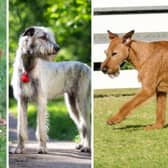 Ireland has produced several popular breeds of adorable dog.
