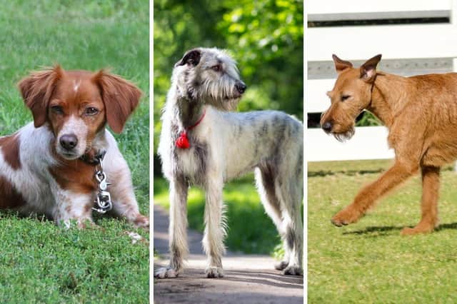 Ireland has produced several popular breeds of adorable dog.