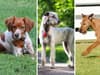 Irish Dogs: Here are the 9 breeds of adorable dog that originated in Ireland - from Irish Wolfhound to Red Setter 🐶
