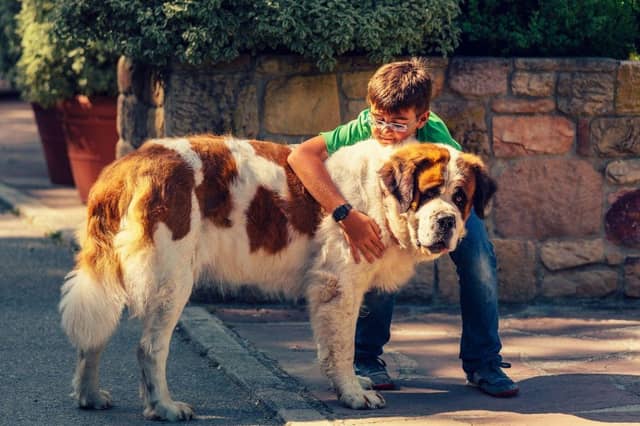 The largest breeds of dog can also be some of the most gentle.