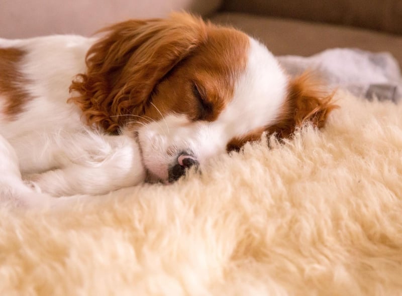 The Cavalier King Charles Spaniel is a low-maintenance lap dog that's happy just to curl up with you for hours.