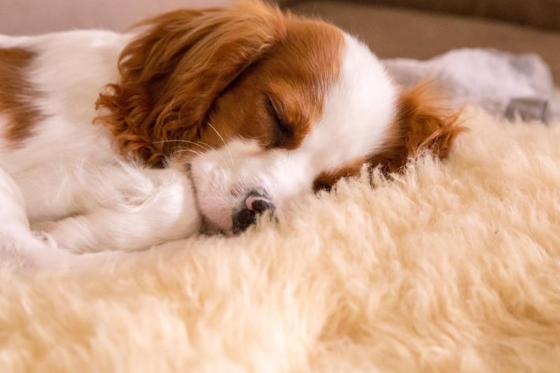 The Cavalier King Charles Spaniel is a low-maintenance lap dog that's happy just to curl up with you for hours.