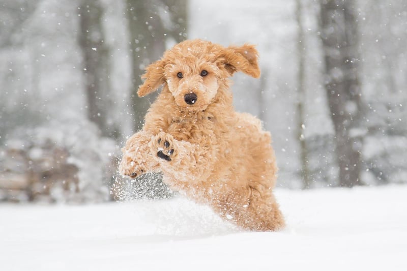 Interactive brain games are a great way to keep your pet’s brain active as well as maintain their physical activity. Try hiding a treat under a cup and mix it up with other empty cups and get your pooch to try and pick the right one to get the treat.