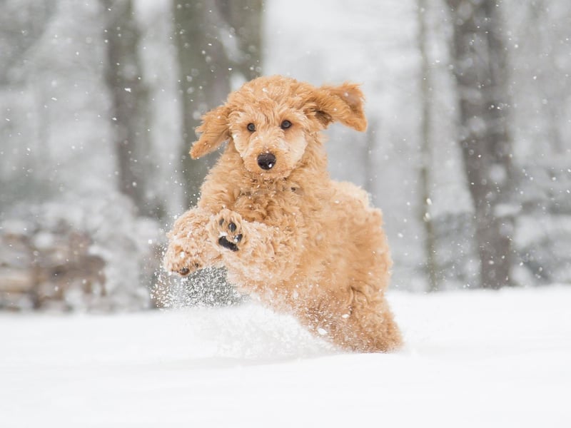 Interactive brain games are a great way to keep your pet’s brain active as well as maintain their physical activity. Try hiding a treat under a cup and mix it up with other empty cups and get your pooch to try and pick the right one to get the treat.