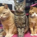 The cat hospital desperately needs repairs to its roof in order to care for the felines.