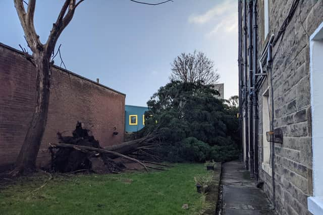 A fallen tree blocking the entrance to a block of flats in Abbeyhill, just of Easter Road, Edinburgh. (Picture Credit: Harriet Clugston)