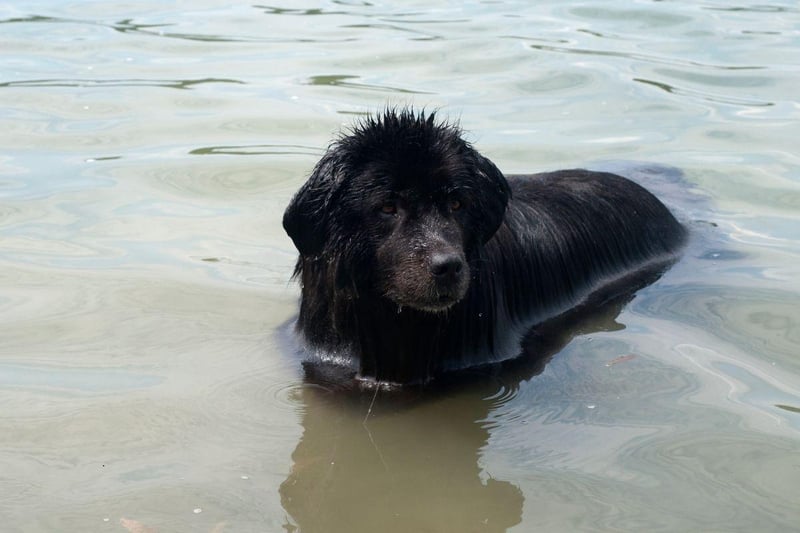 Another Canadian breed at home on the coast, the Newfoundland has a talent for rescuing people from the water. As family pets they enjoy playing in the sea and are still potential lifesavers.