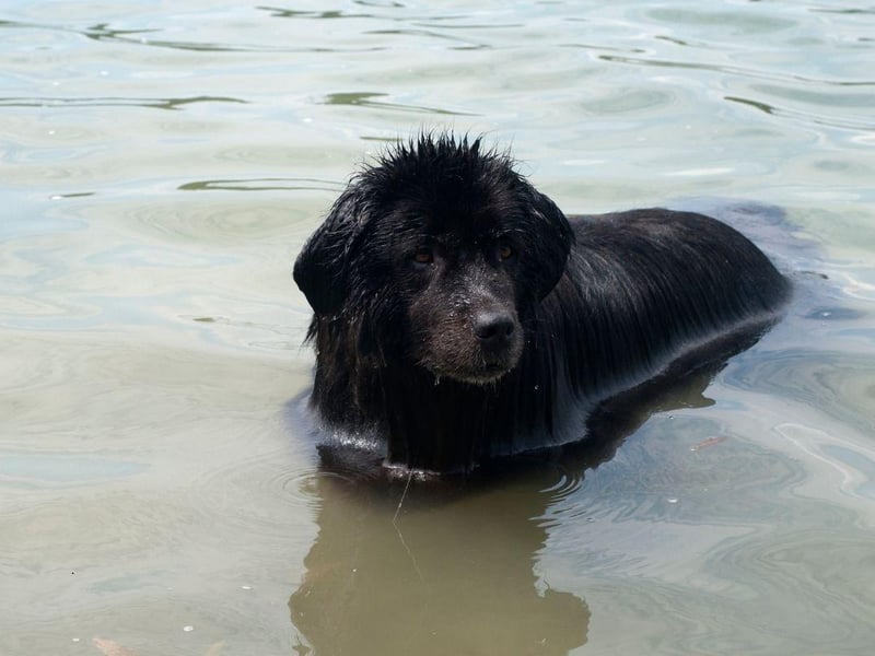 Another Canadian breed at home on the coast, the Newfoundland has a talent for rescuing people from the water. As family pets they enjoy playing in the sea and are still potential lifesavers.