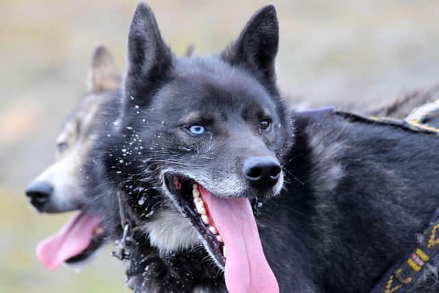 Dog sledding in Svalbard. Pic: PA Photo/Alamy.