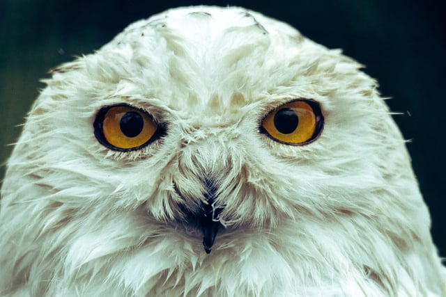 A birthday gift from Hagrid, Potter's faithful sidekick and pet owl Hedwig mail plays a valuable role in Harry's life and, indeed, the franchise. Hedwig completes the top 10 with 4.2% of people voting the owl as their favourite character.