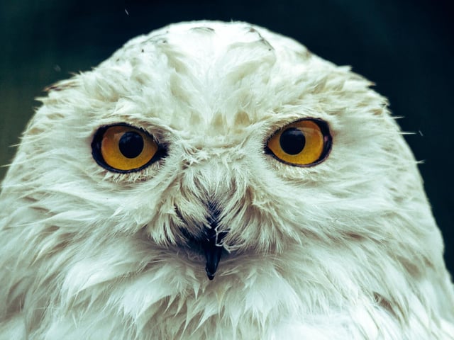 A birthday gift from Hagrid, Potter's faithful sidekick and pet owl Hedwig mail plays a valuable role in Harry's life and, indeed, the franchise. Hedwig completes the top 10 with 4.2% of people voting the owl as their favourite character.