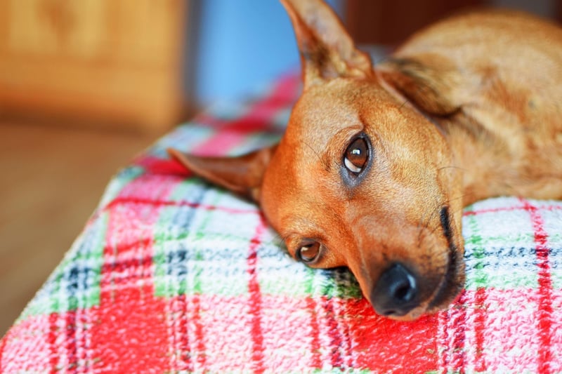 Most small dogs are pretty lively, but the Miniature Pinscher is a diminutive breed that can get most of its exercise without leaving home, before curing up for some serious napping.