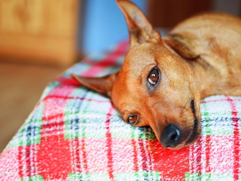 Most small dogs are pretty lively, but the Miniature Pinscher is a diminutive breed that can get most of its exercise without leaving home, before curing up for some serious napping.