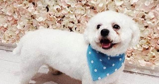 The woman has been left devastated after her pet Henry died as a result of the incident.