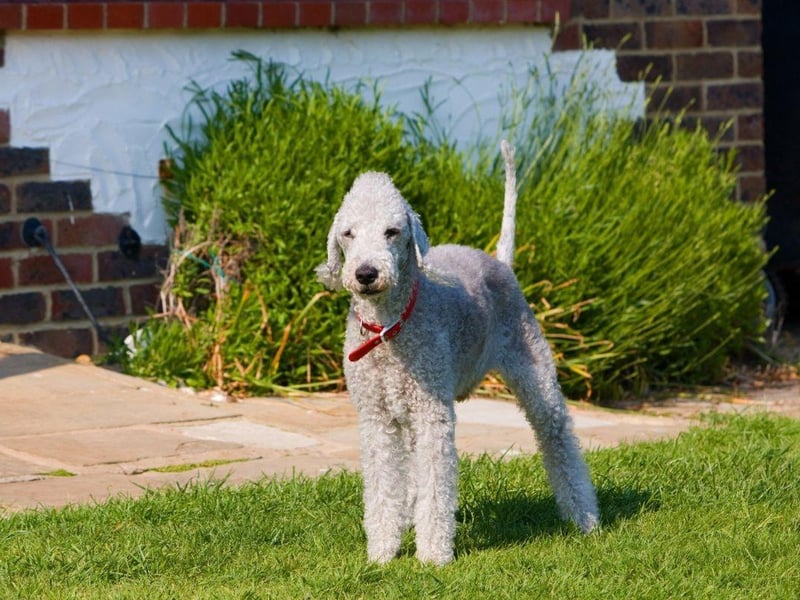If you are looking for anb more unusual breed to catch the eye when you're out on walks, then the sheep-like Bedlington Terrier certainly fits the bill. They don't shed, are happy to cuddle up on the sofa for hours and also make a pretty decent guard dog.